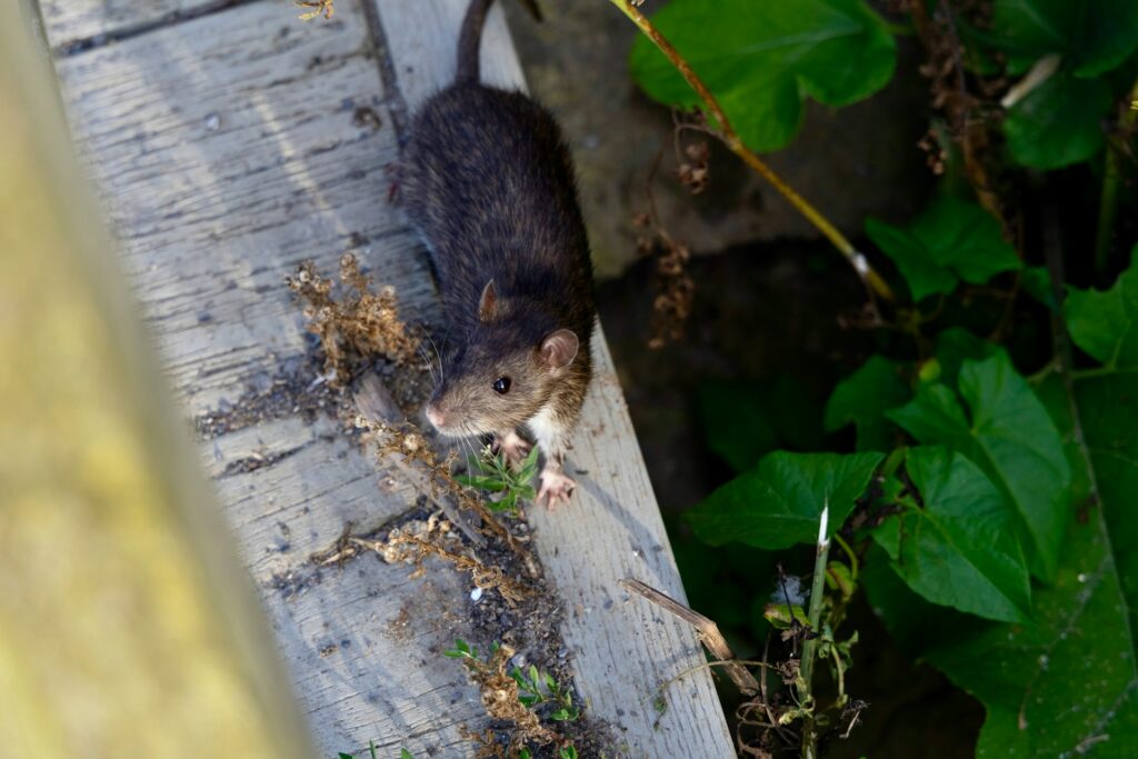 Klimaatverandering en ratten