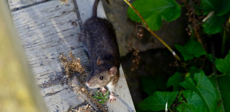 Klimaatverandering en ratten