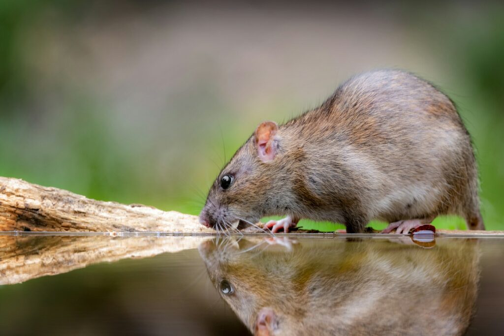 Rat drinking water 2025